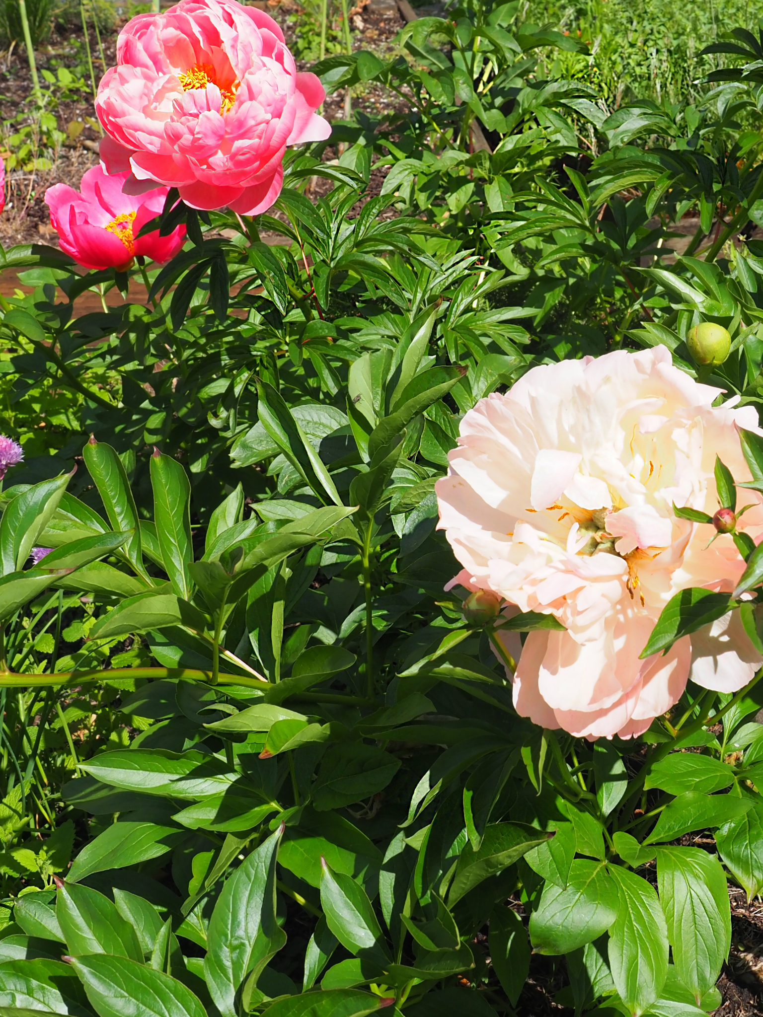 Bloom print